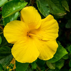 Hibiscus Tree