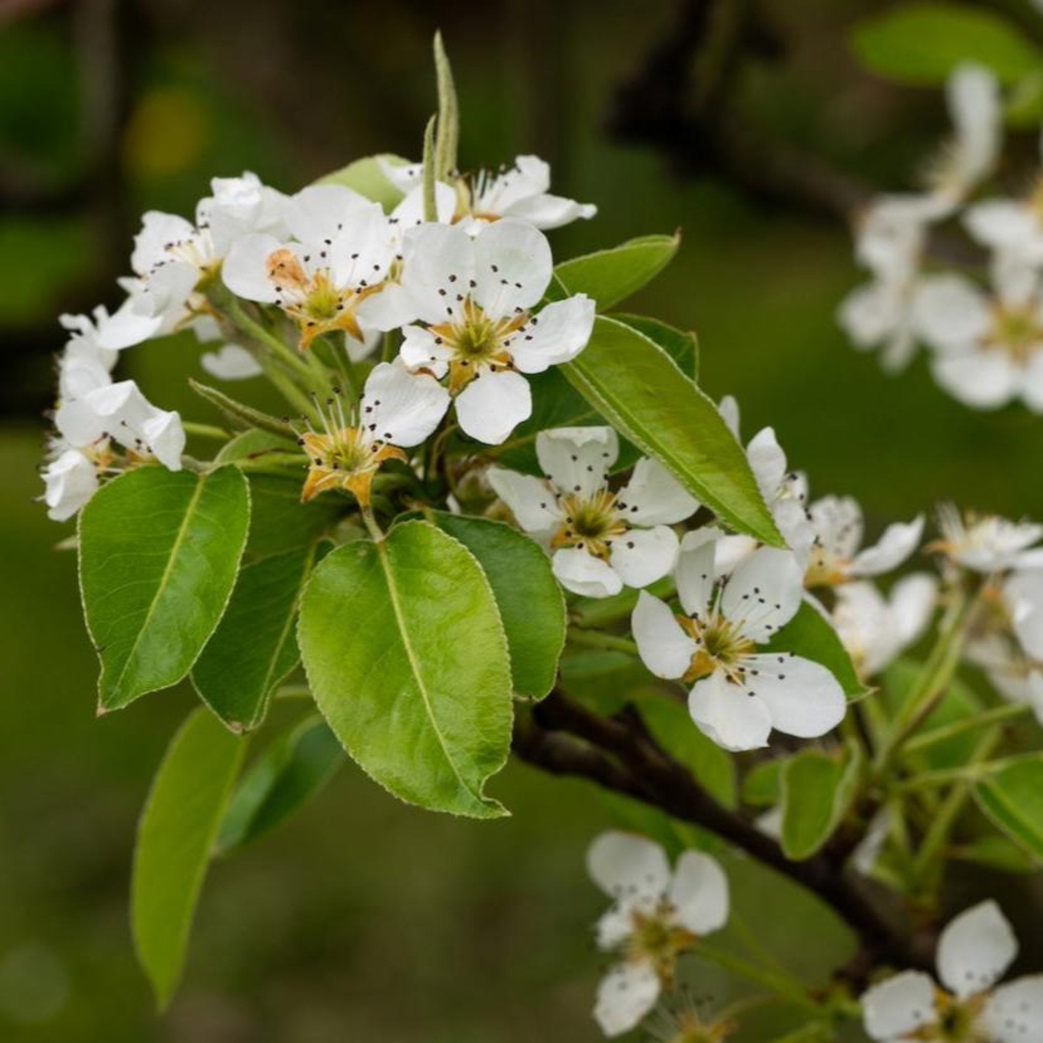D'Anjou Pear Tree flowers