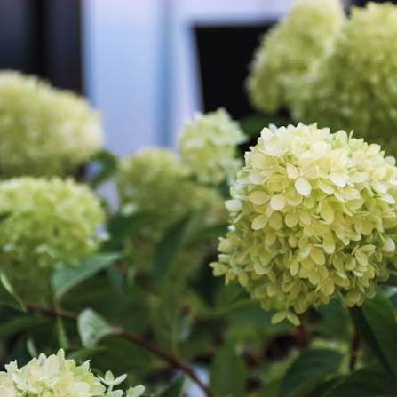 Dragon Baby™ Hardy Hydrangea